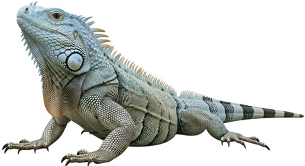 Isolated Blue Iguana reptile animal with gray pattern scales head skin and long tail standing up
