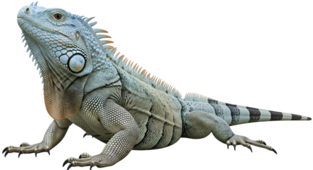 Isolated Blue Iguana reptile animal with gray pattern scales head skin and long tail standing up