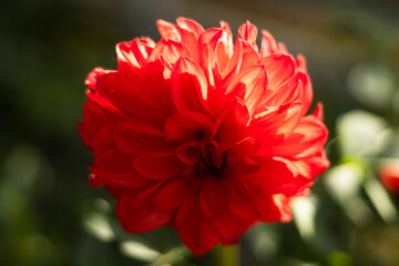 Vibrant red dahlia in full bloom