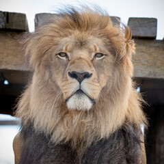 Close up Adult Male Lion