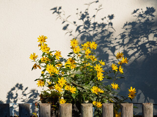 Gelbe lange schmale Sonnenblumen, Topinambur (Helianthus tuberosus) im Garten vor Hauswand