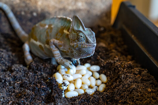 Close-Up of Veiled Chameleon with Freshly Laid Eggs