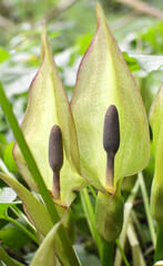 Arum besserianum blooms in the forest in spring.