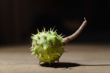 Close up of green spiky horse chestnut seed on wooden surface with dark background, autumn nature...