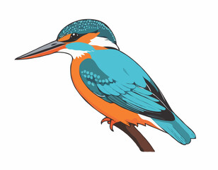 Common Kingfisher Bird image vector. Illustration of Common Kingfisher Bird image isolated on white background.