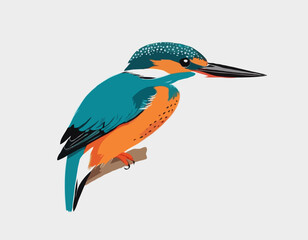 Common Kingfisher Bird image vector. Illustration of Common Kingfisher Bird image isolated on white background.