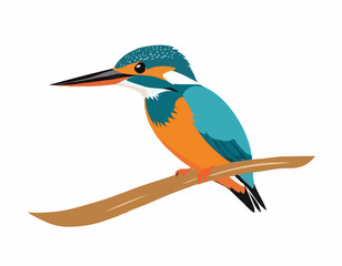 Common Kingfisher Bird image vector. Illustration of Common Kingfisher Bird image isolated on white background.