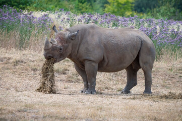 Fototapeta premium Black Rhinoceros in a Field Feeding