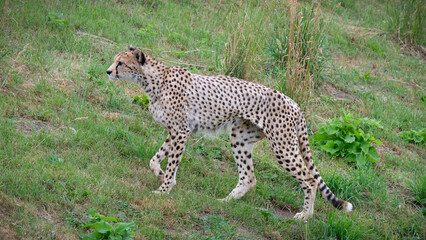 Adult Male Cheetah Walking on Grass