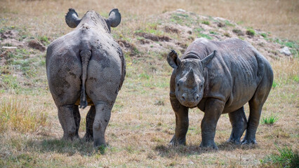 Fototapeta premium Mother Black Rhinoceros with Her Calf