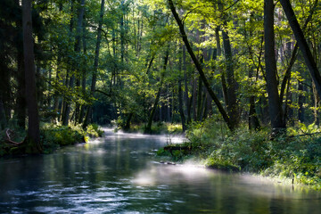 Morning in the polish forest 2025