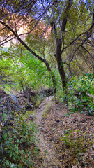 Obraz premium A winding dirt path through autumn woodland, with scattered leaves and soft sunset light creating a peaceful, immersive atmosphere. 📍Hawraman Takht, Kurdistan 