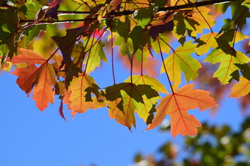 Erable au feuillage d'automne