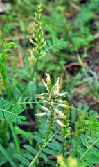 In nature, astragalus cicer grows among herbs