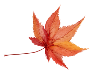 Red Japanese maple leaf. Watercolor autumn illustration. Clipart for Thanksgiving and autumn sales. Fall season.