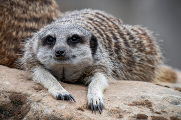 Close up Meerkat Resting on a Rock