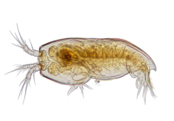 Cyclops freshwater crustacean isolated on transparent PNG, microscopic zooplankton with single eye and segmented body for biology education