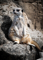Fototapeta premium Close up Meerkat Resting on a Rock