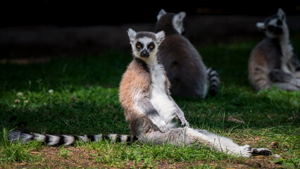 Obraz premium Ring-tailed Lemur Sitting on Grass