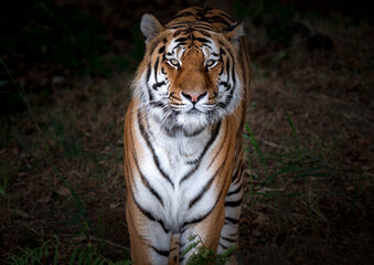 Close up Amur Tuger Looking Around