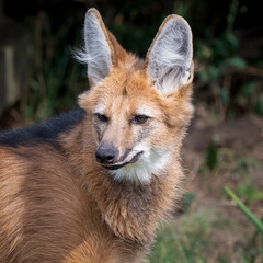 Close up Maned Wolf Looking Around