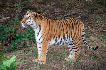 Amur Tiger Standing on Grass