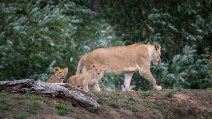 Two Lion Cubs Following Their Mother