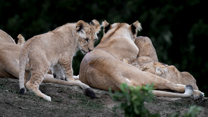 Lioness With Her Young Cubs