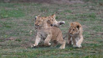 Three Toung Lion Cubs Playing Together