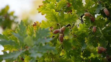 Green oak tree branches with acorns in early autumn