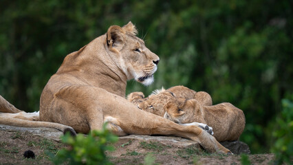 Lioness With Her Young Cubs