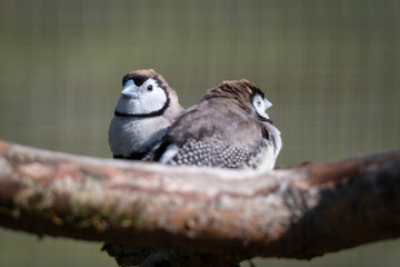 Pair of Double Barred Finch Perched Together