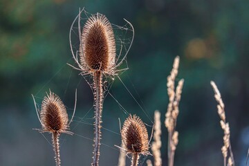 Karde,Wilde Karde,Stacheln,stachelig,Natur,Herbst verblüht,Pflanzen,
