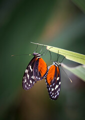 Pair of Tiger Heliconian Butterfly with Orange and Black Wings