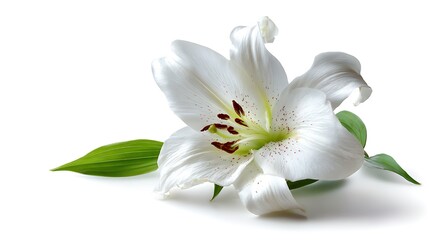 Obraz premium white lily isolated on white