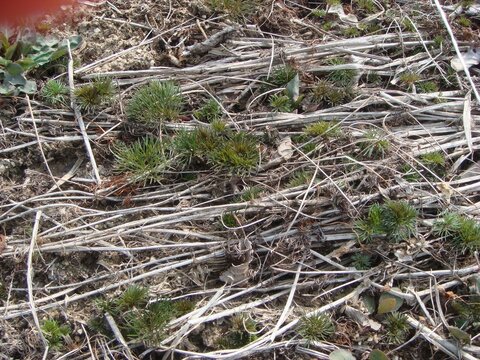 Ligusticum sinense, Gobon, a root of Apiaceae plant used in Korean medicine to treat headaches, joint pain, toothache, diarrhea, skin irritation, and inflammation with warming pungent properties. 