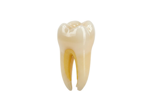 Anatomical molar tooth cross section isolated on transparent background PNG, dental model for educational and medical use