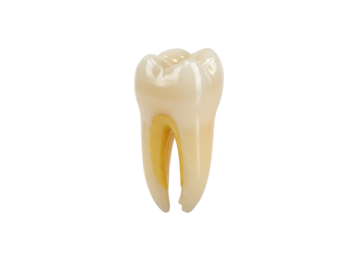 Anatomical molar tooth cross section isolated on transparent background PNG, dental model for educational and medical use