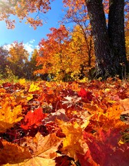 Autumn leaves on forest floor