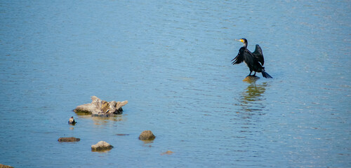A lone black cormorant bird stands on a rock, wings partially spread, in the calm blue waters of India. A natural wildlife scene.