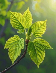 Fototapeta premium Fresh spring leaves