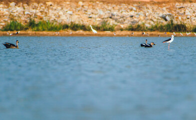 Indian Spot-billed Ducks and a Black-winged Stilt gracefully navigate a tranquil lake in India, captured with a blurred natural background.