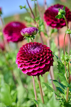 wine red dahlia Babette Geerlings' Babette