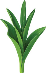 Young Tulip Plant Without Flowers