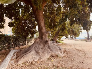 Large Ombú Tree Trunk in Natural Outdoor Setting – Close-up Nature Photography.