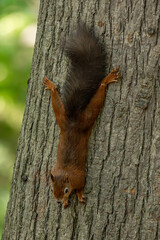 A close up of a red squirrel clinging on to a tree trunk in autumn