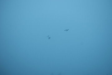 Two silhouetted birds soar across a soft, misty blue sky over Dandeli, India, offering a minimalist and tranquil scene.