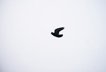A common pigeon in mid-flight, silhouetted against a bright, featureless sky, captured in Dandeli, India. The minimalist composition emphasizes natural freedom.