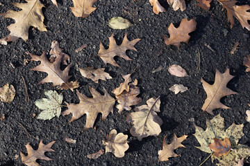 Fallen leaves on the asphalt