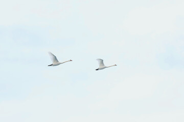 Beautiful white swans flying in cloudy sky